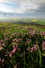 Fototapeta premium Spring flowers