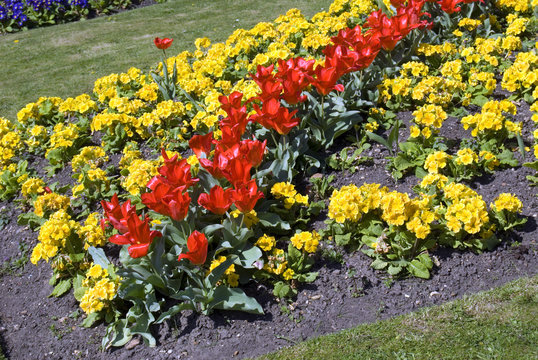 flowers blooming