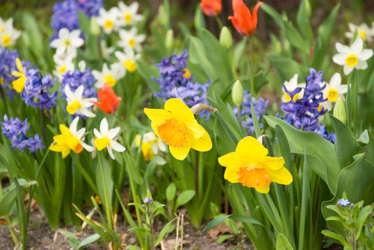 spring flowers