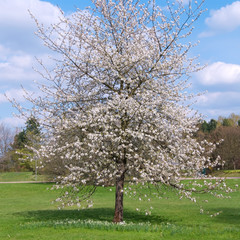 Fototapeta na wymiar cherry tree