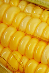 golden corn closeup