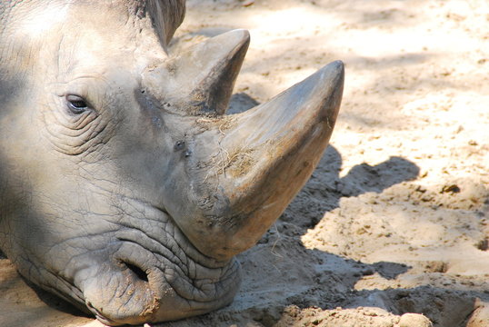 Portrait de rhinoceros