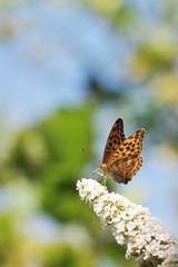Orange butterfly