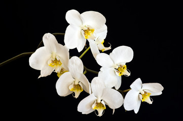 Fototapeta na wymiar Orchidee 1