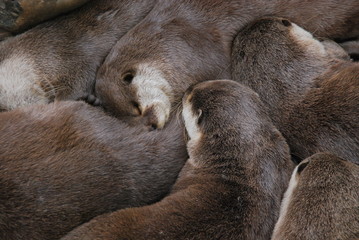 yin yang loutres © Taybott