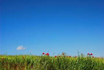 Red poppy and blue sky