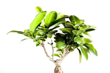 Photo sur Plexiglas Bonsaï bonsai