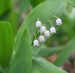 Lily of the valley in a wood