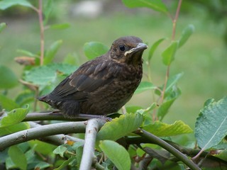 Amsel