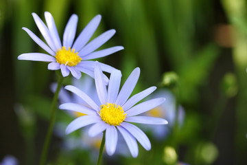 Obraz premium Blue daisy