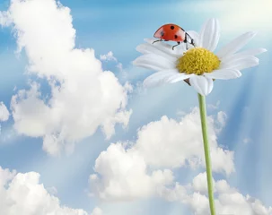 Zelfklevend Fotobehang lieveheersbeestje op witte bloem © Noam