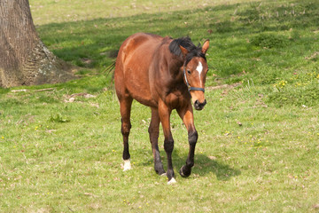 chestnut horse with black mane approaching