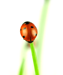 Lady bug on stalk of grass, studio photo