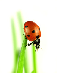 Lady bug on stalk of grass, studio photo
