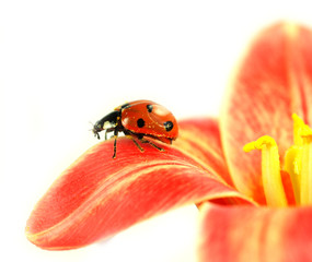 Ladybug on blossom of tulip isolated on white background