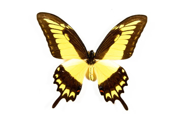 Fototapeta premium Yellow and black butterfly Papilio thoas isolated
