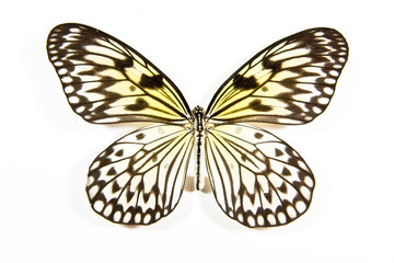 Fototapeta na wymiar White and black butterfly Idea leucanoe isolated