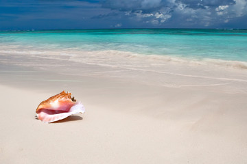 Fototapeta na wymiar Beige powłoki na piaszczystej plaży w pobliżu błękitnego oceanu