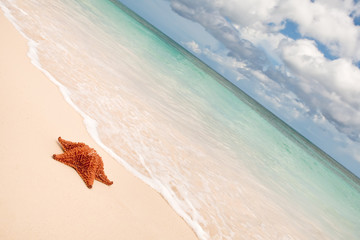 Red starfish on a sand beach