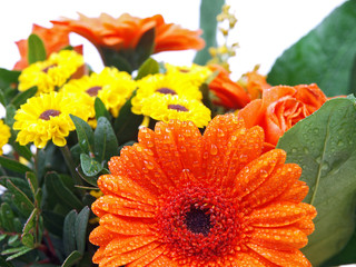orange and yellow flowers