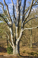 france,île de france,78 : hêtre en forêt