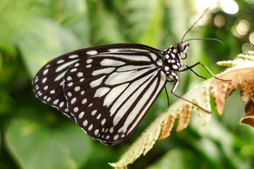 Schmetterling