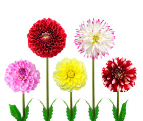 Colorful dahlia flowers isolated on a white background.
