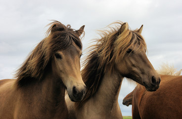 Fototapeta na wymiar Młode konie Islandia II