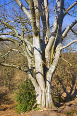 france,île de france,78 : hêtre en forêt