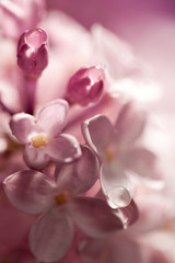 Fototapeta na wymiar Watercolor lilac flowers