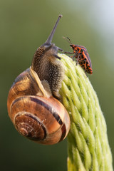 Snail and chinch