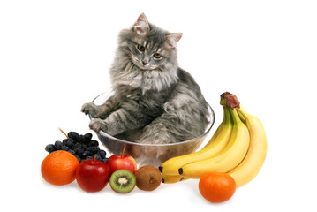 cat with fruit