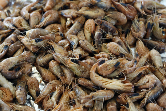 plateau de crevettes grises