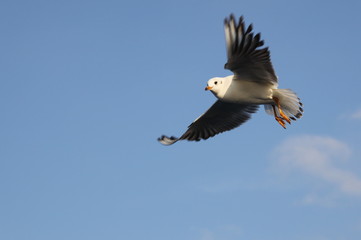 Obraz premium Martı