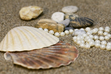 Shell with pearls