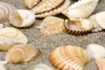 Shells souvenirs on beach