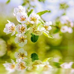 apfelblüte im frühling