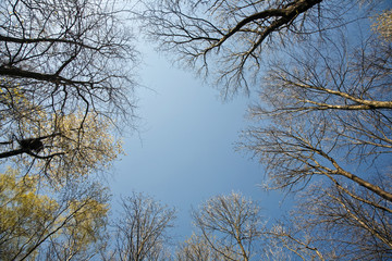 crown of trees in beautiful light