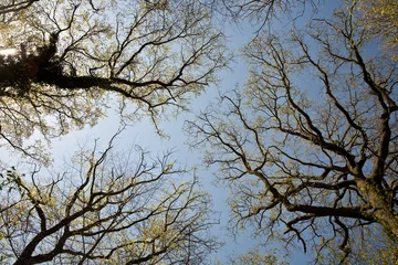 crown of trees in beautiful light