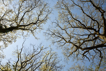 crown of trees in beautiful light