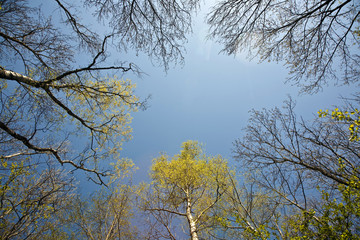 crown of trees in beautiful light