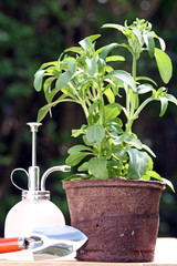 Stévia, Stevia rebaudiana