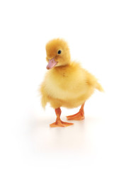 duckling