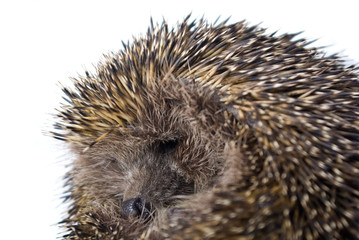 hedgehog isolated on white background