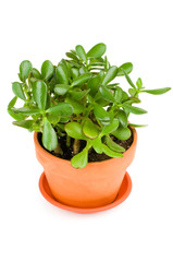 green jade plant on white background.
