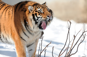 Fototapeta na wymiar Tiger z obnażonymi kłami