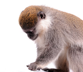 Vervet Monkey on the white background