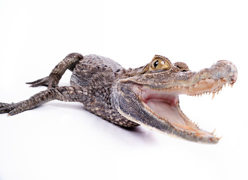 close-up of alligator on the white background
