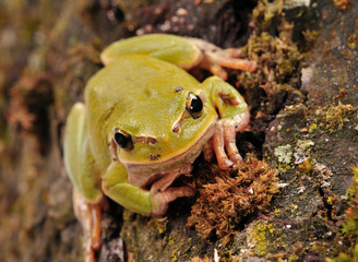 closeup green tree frog