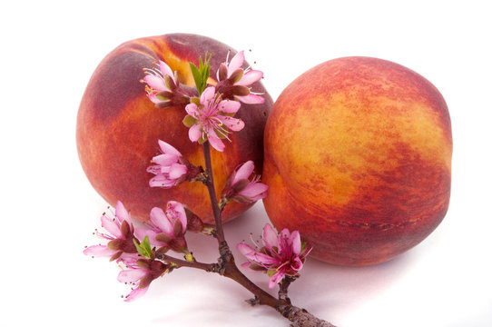 Peach Blossom and Fruit